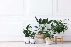 diverse piante in vaso sistemate davanti ad una parete