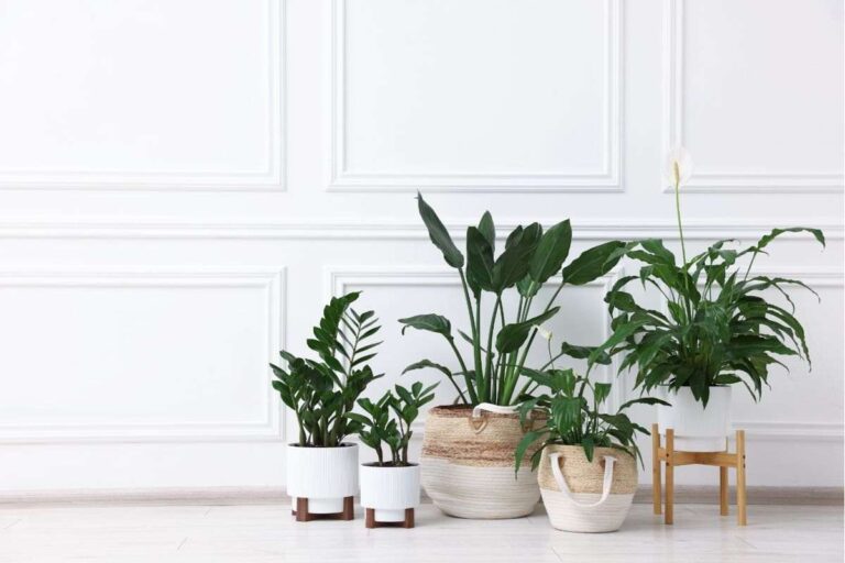 diverse piante in vaso sistemate davanti ad una parete