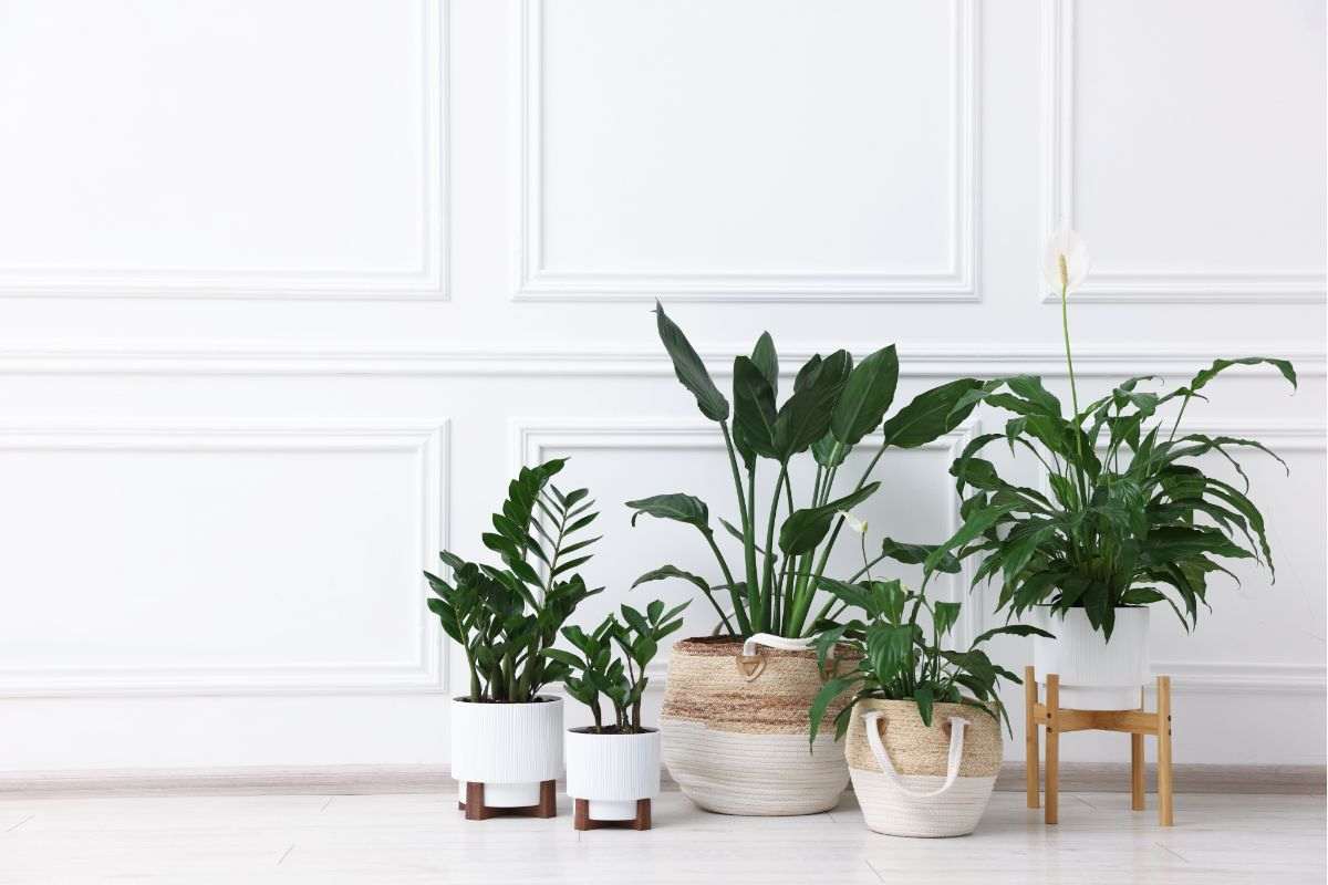 diverse piante in vaso sistemate davanti ad una parete